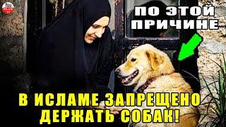 ПО ЭТОЙ ПРИЧИНЕ СОБАКА В ИСЛАМЕ ГРЯЗНОЕ ЖИВОТНОЕ! ПРОРОК РАССКАЗАЛ НАМ ОБ ЭТОМ!