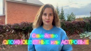 Семейство СЛОЖНОЦВЕТНЫЕ или АСТРОВЫЕ