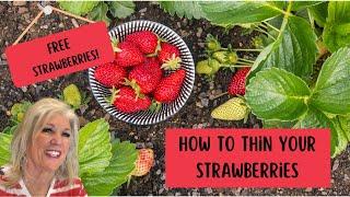 How to Thin and Maintain Your Strawberry Patch! Don't throw those runners away!