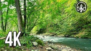 Sounds of nature. Noise of a mountain river and the singing of forest birds. 12 hours of 4K video.