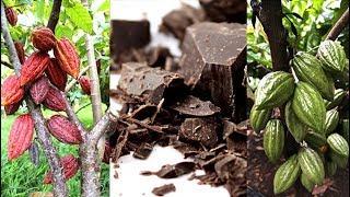 University of Hawaii cacao among world’s best