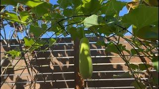 #Australia #Garden - Bottle gourd, Ridge gourd and Bitter gourd Update - #love #melbourne #backyard