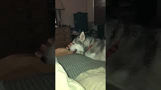 Husky howling to Law and Order theme song