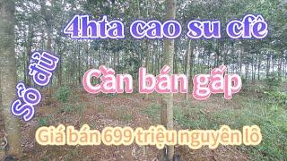 4hta đất rẫy cao su cfê cần bán/ giá bán 699 triệu nguyên lô