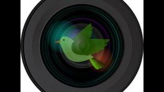 Allen BirdCam Live Stream