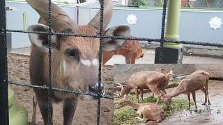 keliling kandang rusa di taman wisata purbasari pancuran mas purbalingga