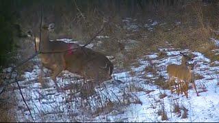 SLOW MOTION Henry 44 mag vs Deer