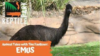 ANIMAL TALES WITH TIM FAULKNER | EPISODE 21 | EMU