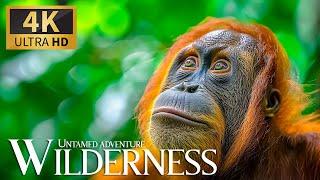 Untamed Adventure Wilderness  Discovery Amazing Animals Planet Movie With Relaxing Piano Music
