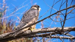 Peregrine Falcon "Bizbul"  in Minneapolis. Mn. in HD