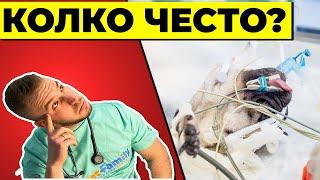 Колко често могат да се упояват животните?