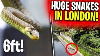These Snakes Are Here And No One Knows!