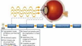 Physiology of the Cornea