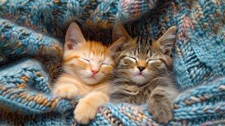 Best Lullaby Music for Cats - 12 Hours of Music that Cats Like, Cats Love Music - Sleepy Cat 