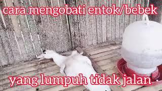 Mengobati entok yang lumpuh