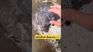 Eating Sea Foam & Rescuing Jellyfish! #animals #nature #shorts