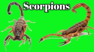 scorpion ( bichhoo) green screen animation video