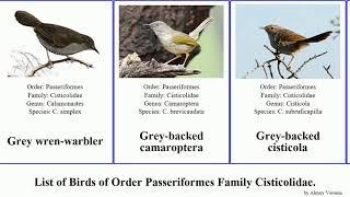 Birds of Order Passeriformes Family Cisticolidae cisticola prinia tailorbird apalis warbler