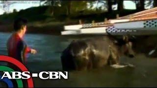 Dyan Castillejo swims with carabao