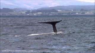 7.10.14 Whale Watching #Monterey