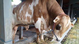 ABSEN SAPI BARU BERKAH SETIA FARM