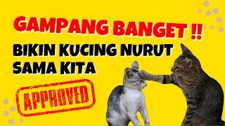 10 Cara Melatih Kucing Agar Nurut dan Pintar - Panduan Lengkap untuk Pemula