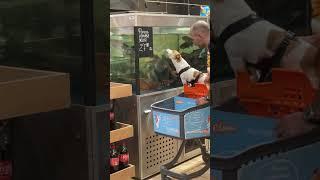 Dog licks fish tank at pet store