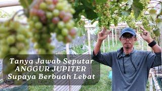 Rumus Dan Resep Supaya Anggur Berbuah Lebat & Berukuran Maksimal Sesuai Karakternya. Anggur Jupiter