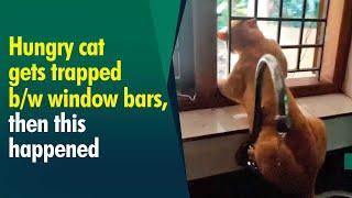 Watch curious cat getting trapped in window, finally rescued by fire force officials!