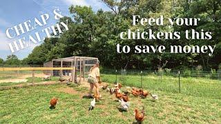 How to feed your chickens for a few dollars a day. Making your own chicken feed. Easy and cheap!