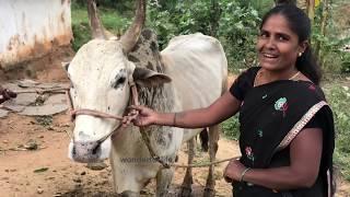 White furious Jallikattu bull at Sanamavu