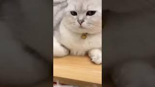 cat funny video become cat devil so funny video #funnyvideo #shorts #cat #catlife #devilcat #100