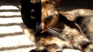 Venus the Chimera split face, two face, odd eye, 2 diff color eyes... cat gone viral