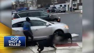 'I immediately took action': Good Samaritan shoots dog to save small child from attack in Philly