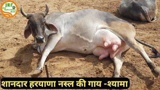 #Yaduvanshi #Gaushala (यदुवंशी गौशाला) ने अब तक कैसे किया है -देसी गायों का संवर्धन. Shyama 1 Cow