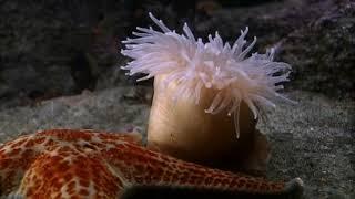 Cnidarians - Anemone Swims Away from Sea Star