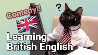Funny CatsCat confused by British English