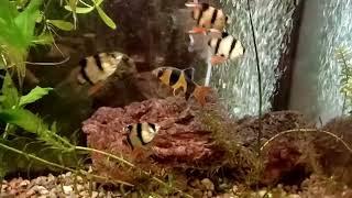 clown loach and tiger barbs hanging out together