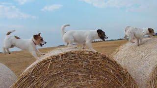 The Best of Jack Russell Terriers