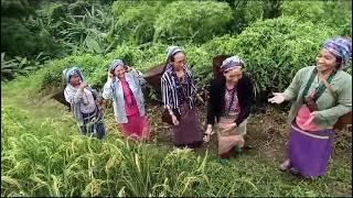 The women from sido village way to paddy field leads by martina jerang.