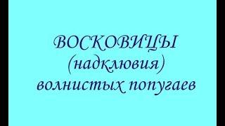 восковицы