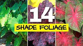 Foliage Plants for Shade (so beautiful you won't miss the flowers)