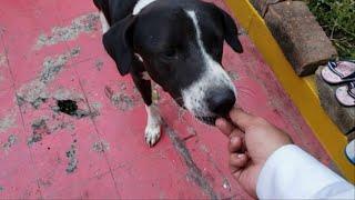 Tuxedo stray dog came to gatsu gatsu dog treat