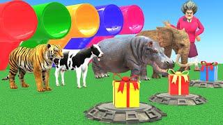 Choose The Right Gift Box with Cow Tiger Elephant Buffalo Gorilla Hippo Wild Animals Scary Teacher