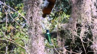 White-necked jacobin