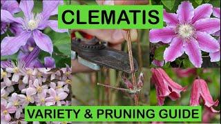 CLEMATIS VARIETY & PRUNING GUIDE – How to prune and great varieties to grow