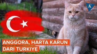 Mengenal Kucing Anggora, "Harta Karun" dari Turkiye