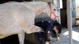 process of a young woman cutting off the horse's hooves so that the old racehorse does not get sick.