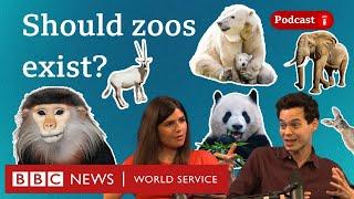 Should zoos exist? - What in the World podcast, BBC World Service