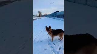 Shiva vs snow  ️ #dog #funnydog #germanshepherd #doglover #dogshorts